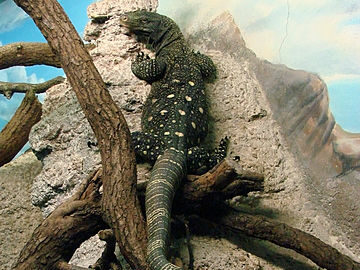 Tree Crocodile Monitor Lizard