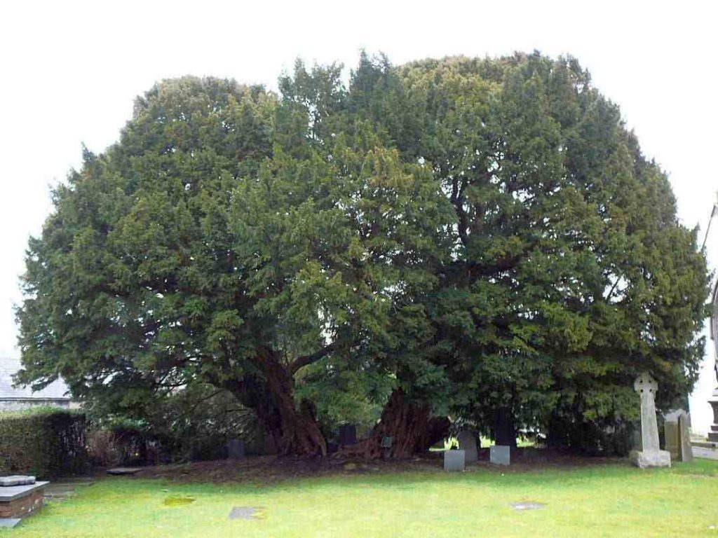 Sarv-e Abarkuh tree