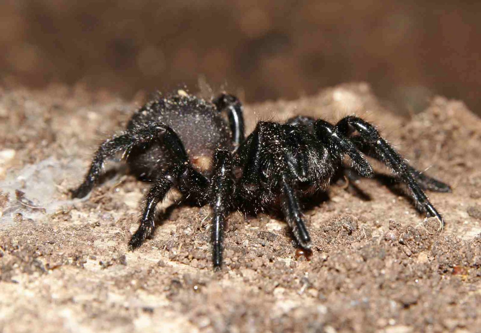 top-10-venomous-spider-in-world-most-dangerous-spiders-in-world