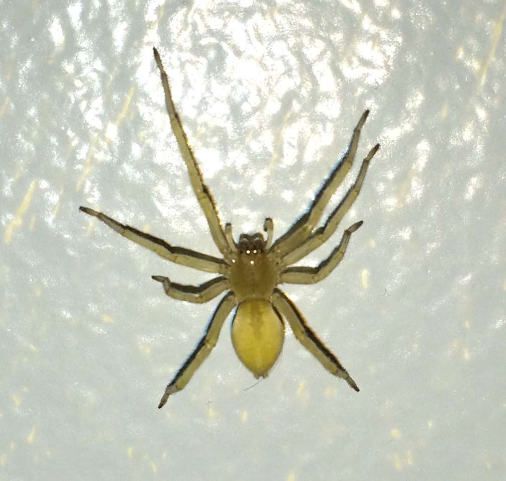 yellow sac spider