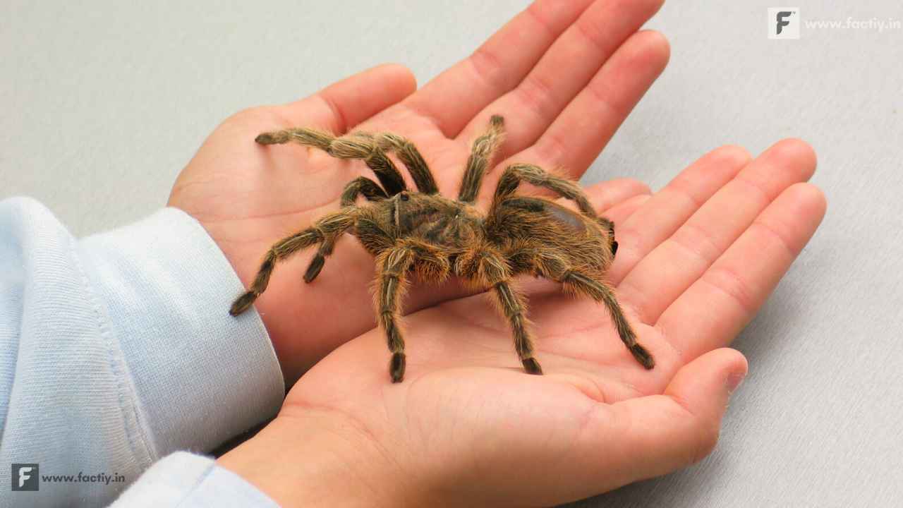 Top 10 Venomous Spider