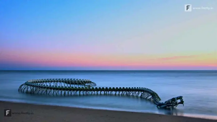 serpent d ocean snake skeleton